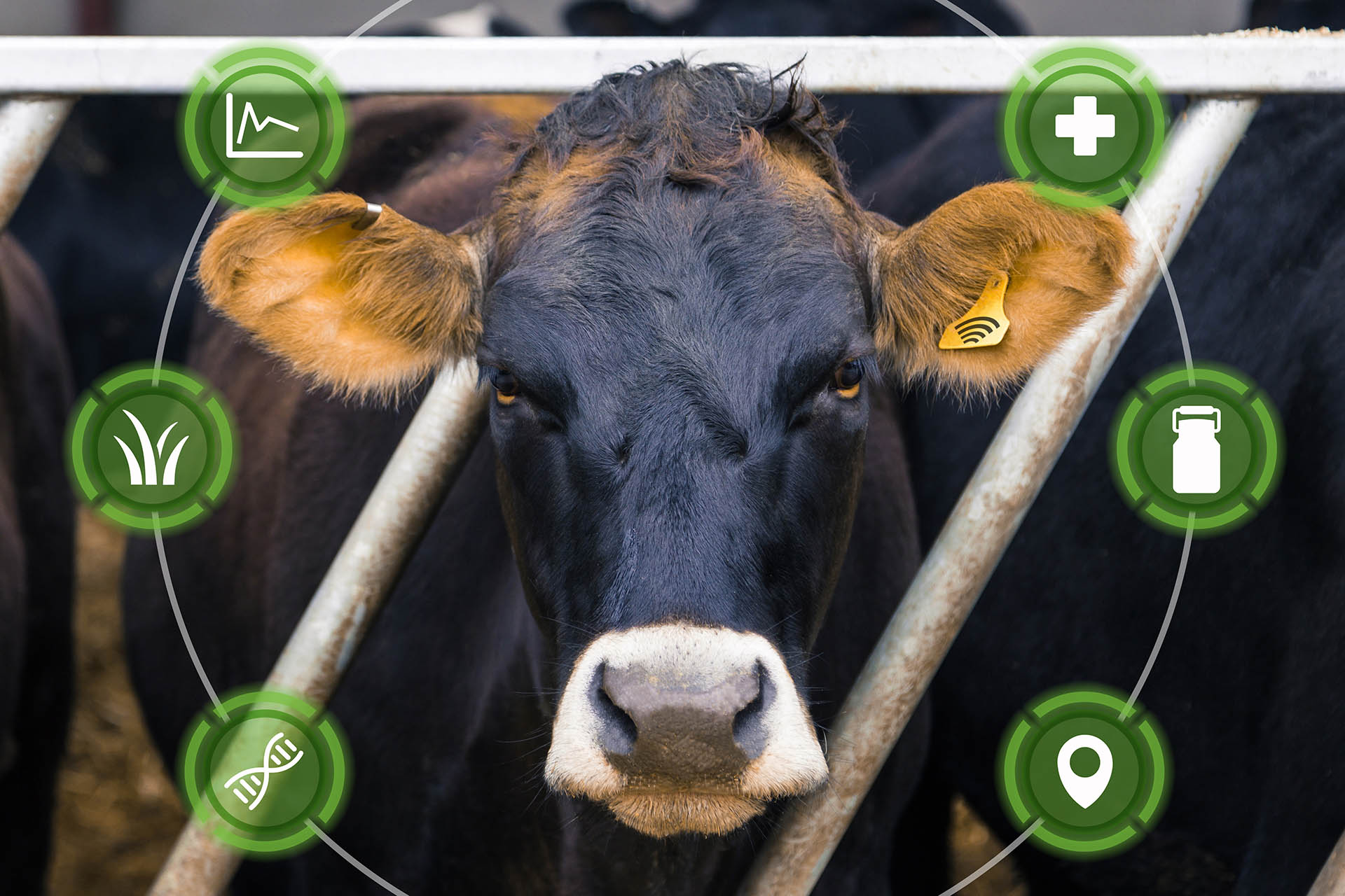Cow with analytics icons