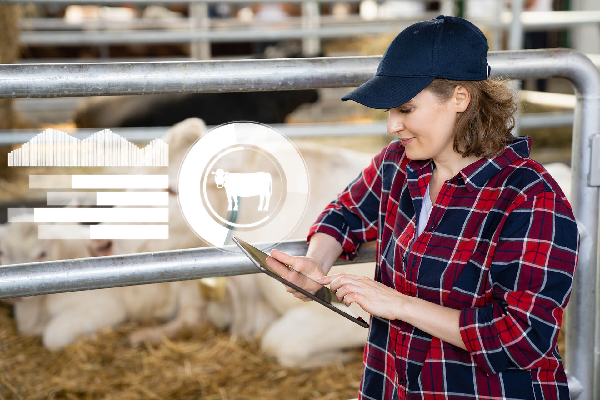 Farmer working on a tablet in cow barn; © scharfsinn86